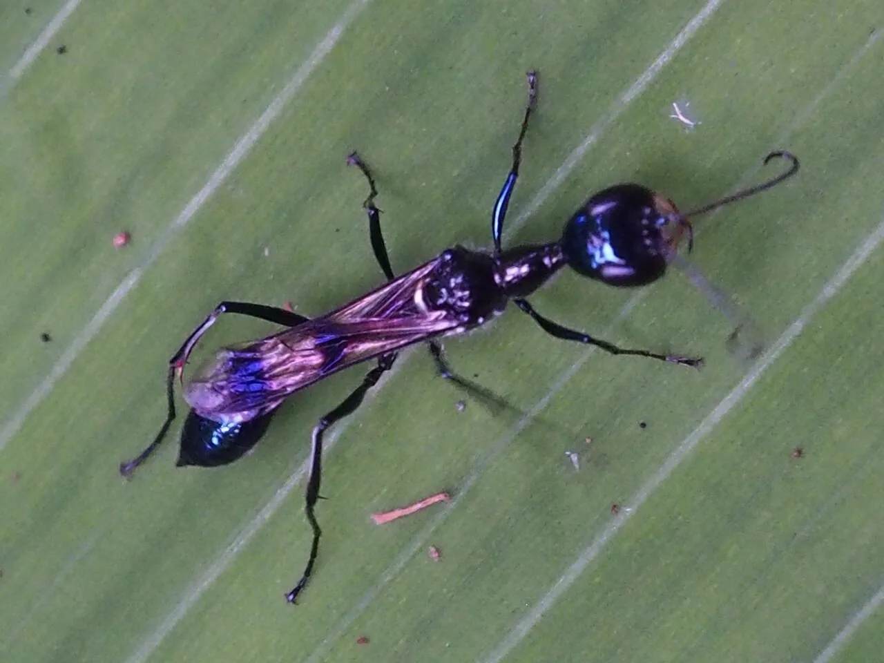 Trigonopsis cantarellii (Trigonopsis cantarellii) — photo mycologique