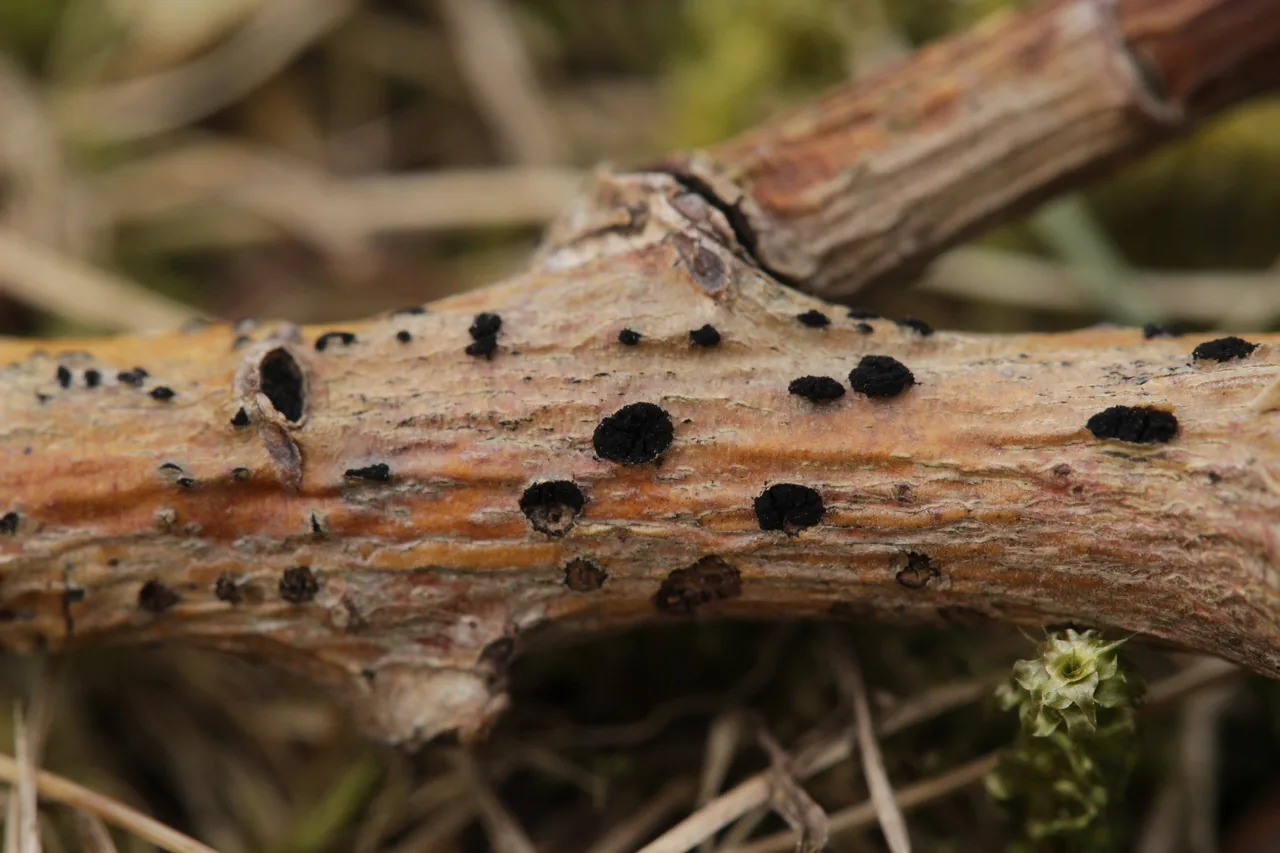 Trimmatostroma undulatum (Trimmatostroma undulatum) — photo mycologique
