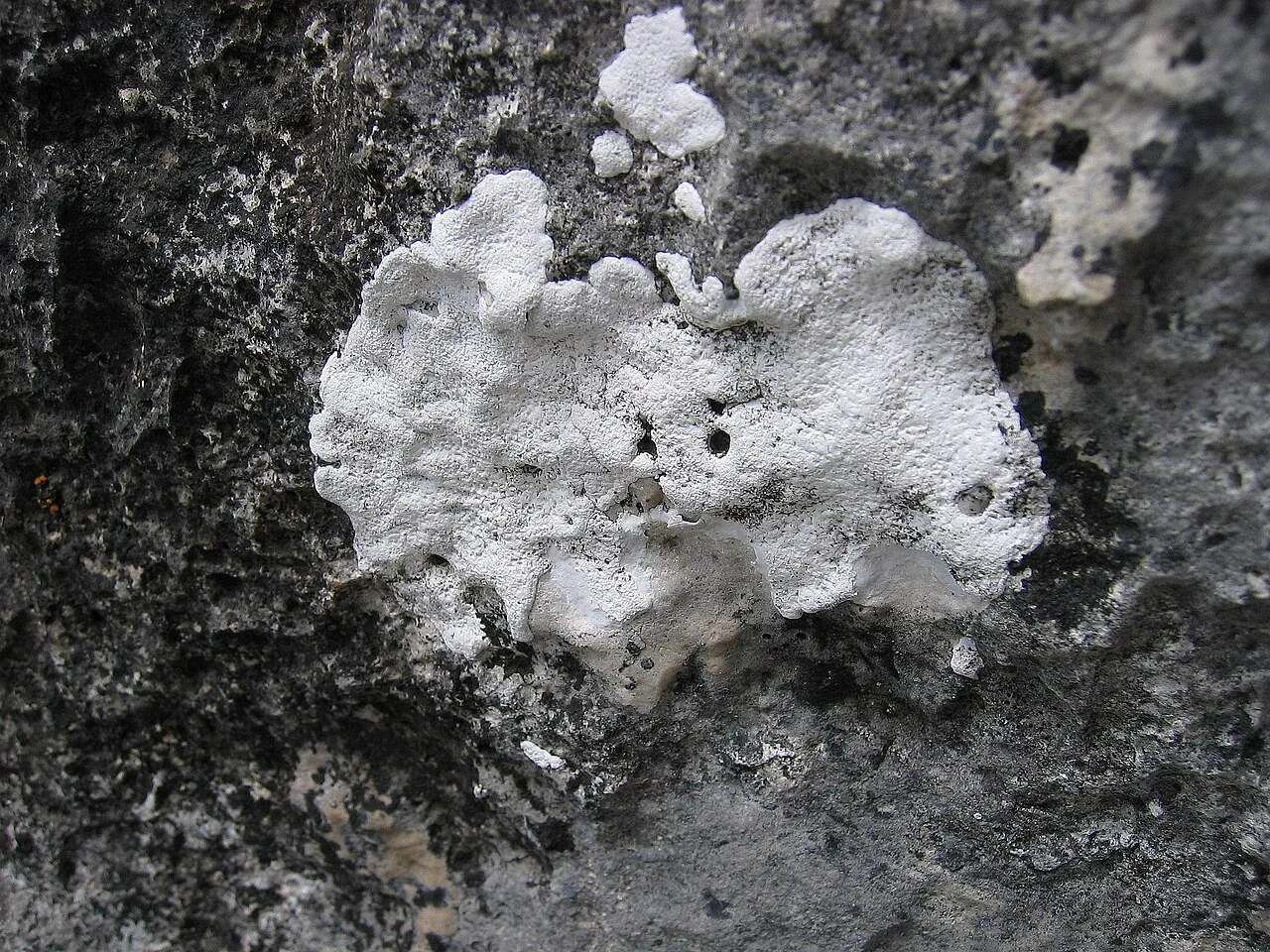 Trimmatothele umbellulariae (Trimmatothele umbellulariae) — photo mycologique