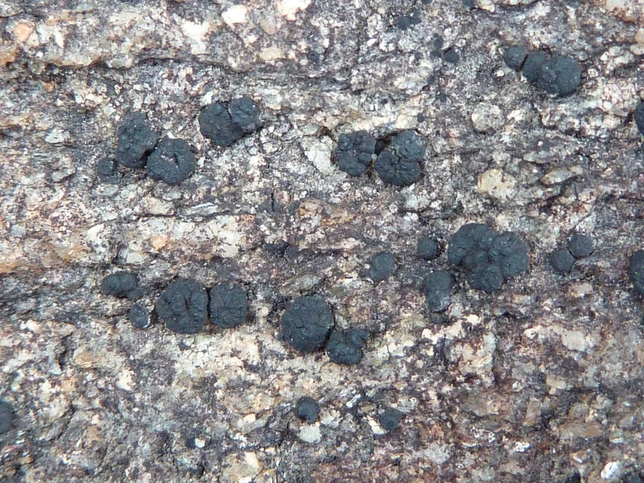 Trimmatothelopsis terricola (Trimmatothelopsis terricola) — photo mycologique