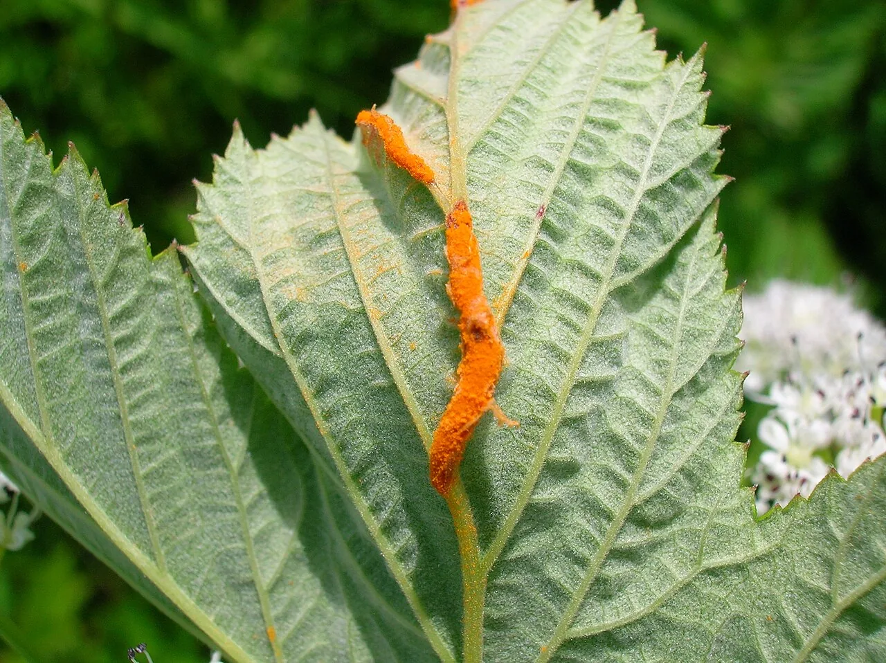 Triphragmium ulmariae (Triphragmium ulmariae) — photo mycologique