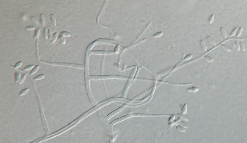 Tritirachium isariae (Tritirachium isariae) — photo mycologique