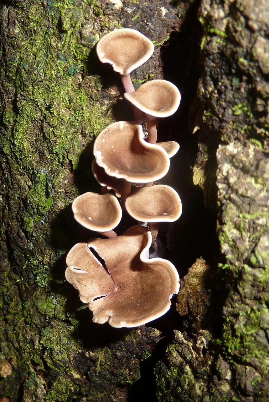 Trogia cyanea (Trogia cyanea) — photo mycologique