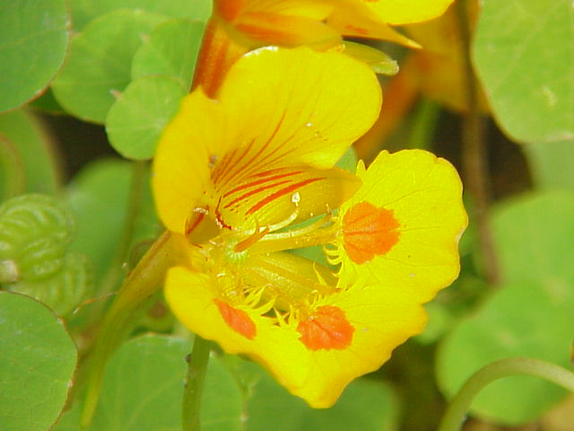 Capucine (Tropaeolum) — photo botanique
