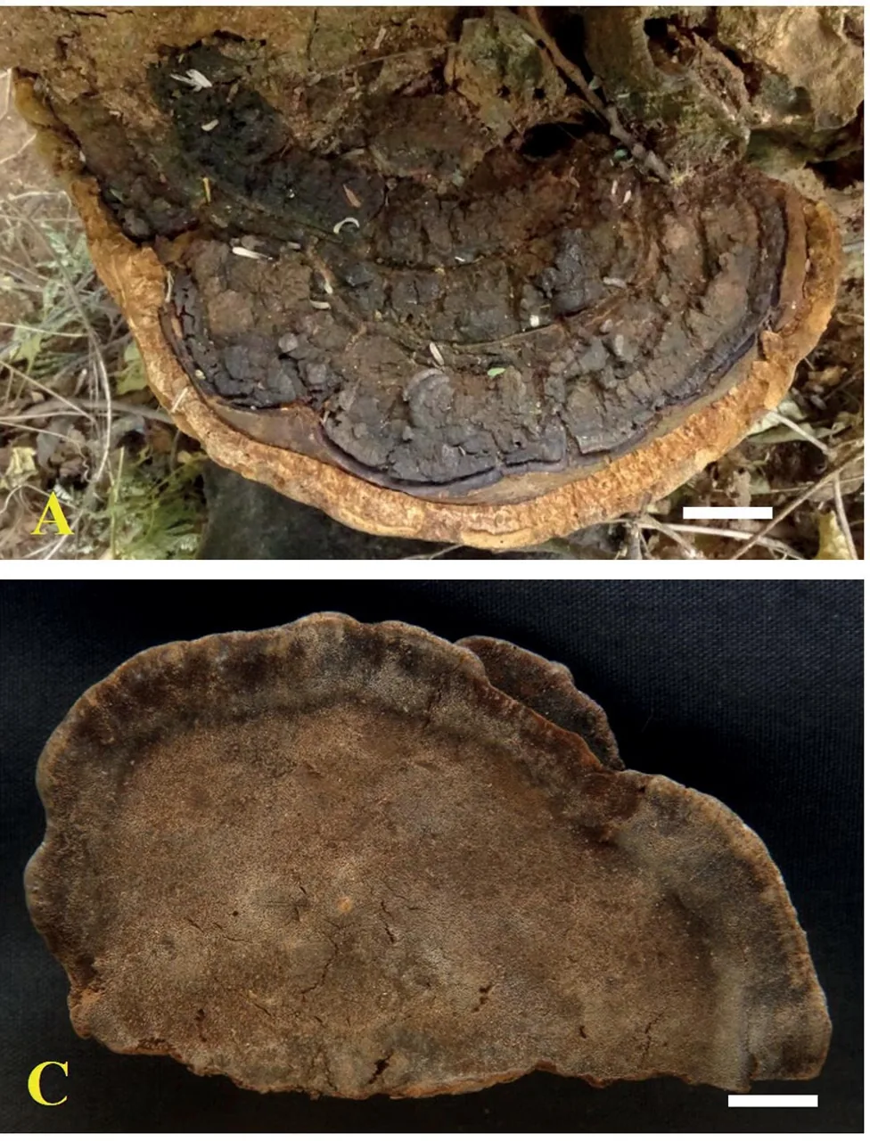 Tropicoporus nothofagi (Tropicoporus nothofagi) — photo mycologique