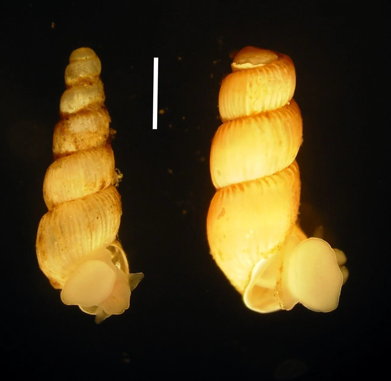 Truncatella laurocerasi (Truncatella laurocerasi) — photo mycologique