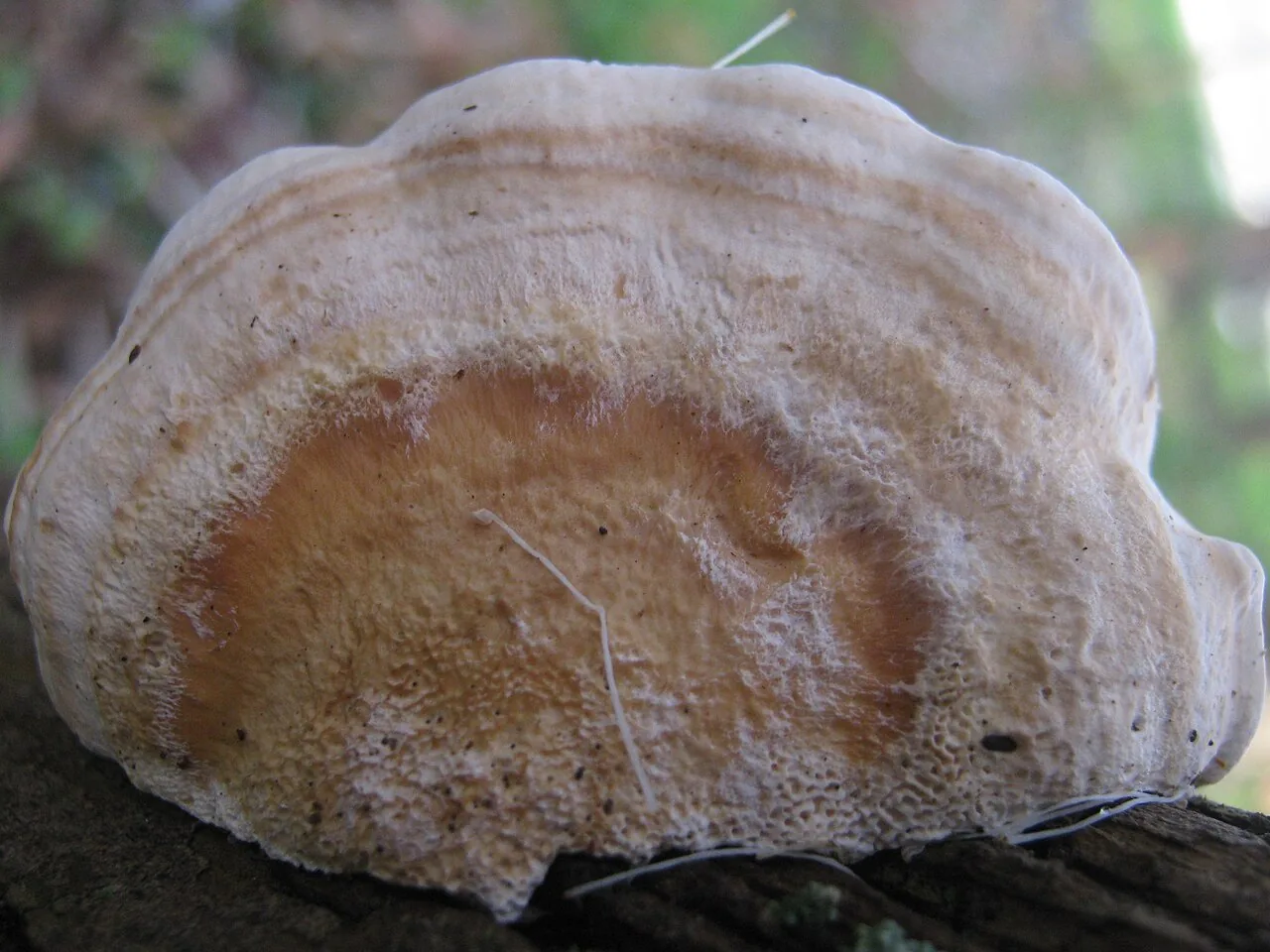 Truncospora atlantica (Truncospora atlantica) — photo mycologique