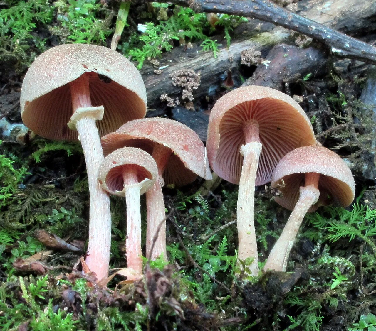 Tubaria confragosa (Tubaria confragosa) — photo mycologique
