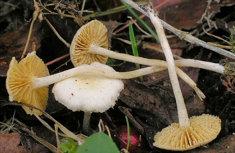 Tubaria dispersa (Tubaria dispersa) — photo mycologique