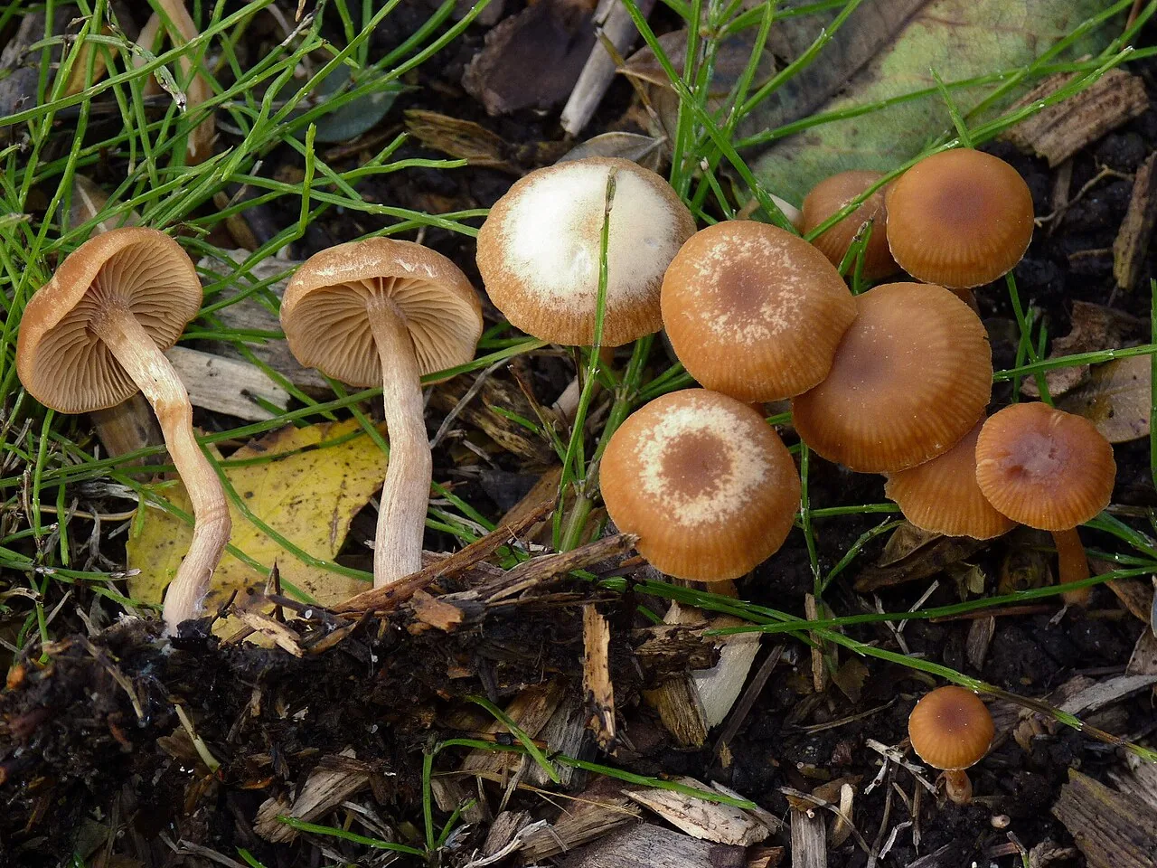 Tubaria furfuracea (Tubaria furfuracea) — photo mycologique