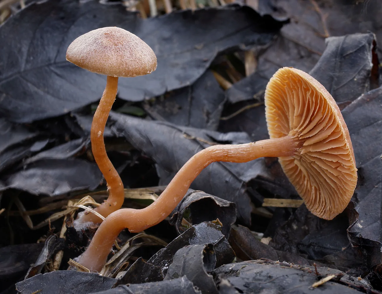 Tubaria platensis (Tubaria platensis) — photo mycologique