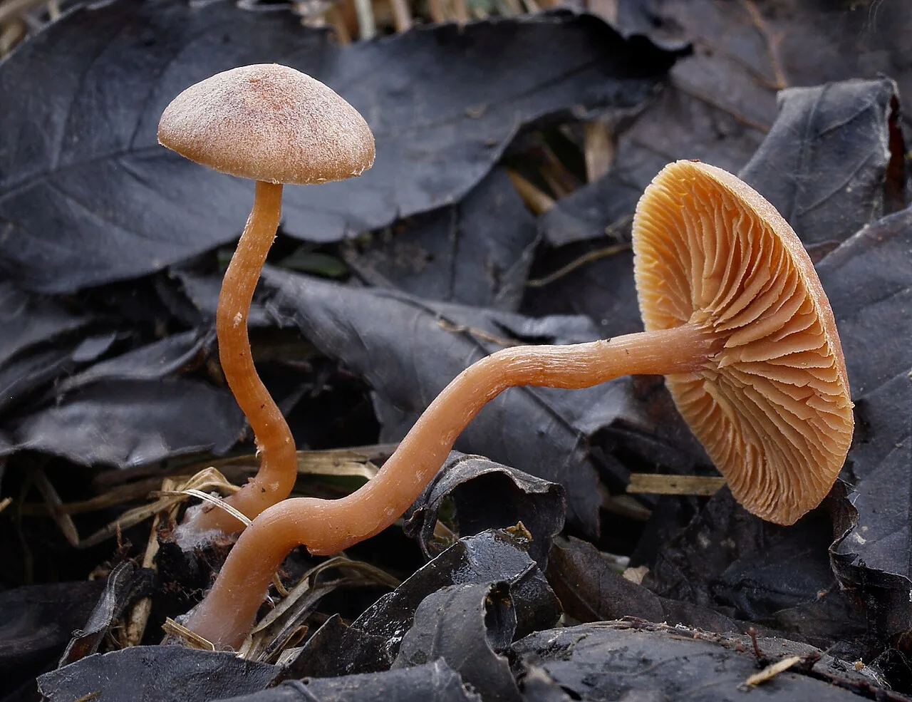 Tubaria praestans (Tubaria praestans) — photo mycologique