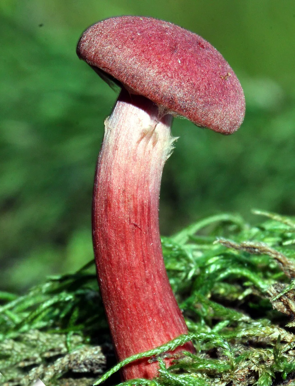 Tubaria punicea (Tubaria punicea) — photo mycologique