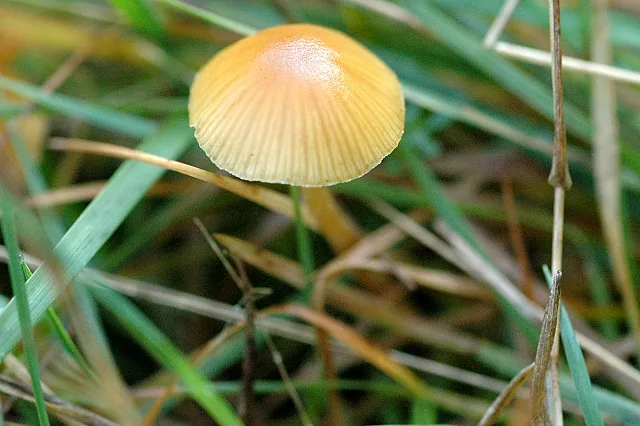 Tubaria romagnesiana (Tubaria romagnesiana) — photo mycologique