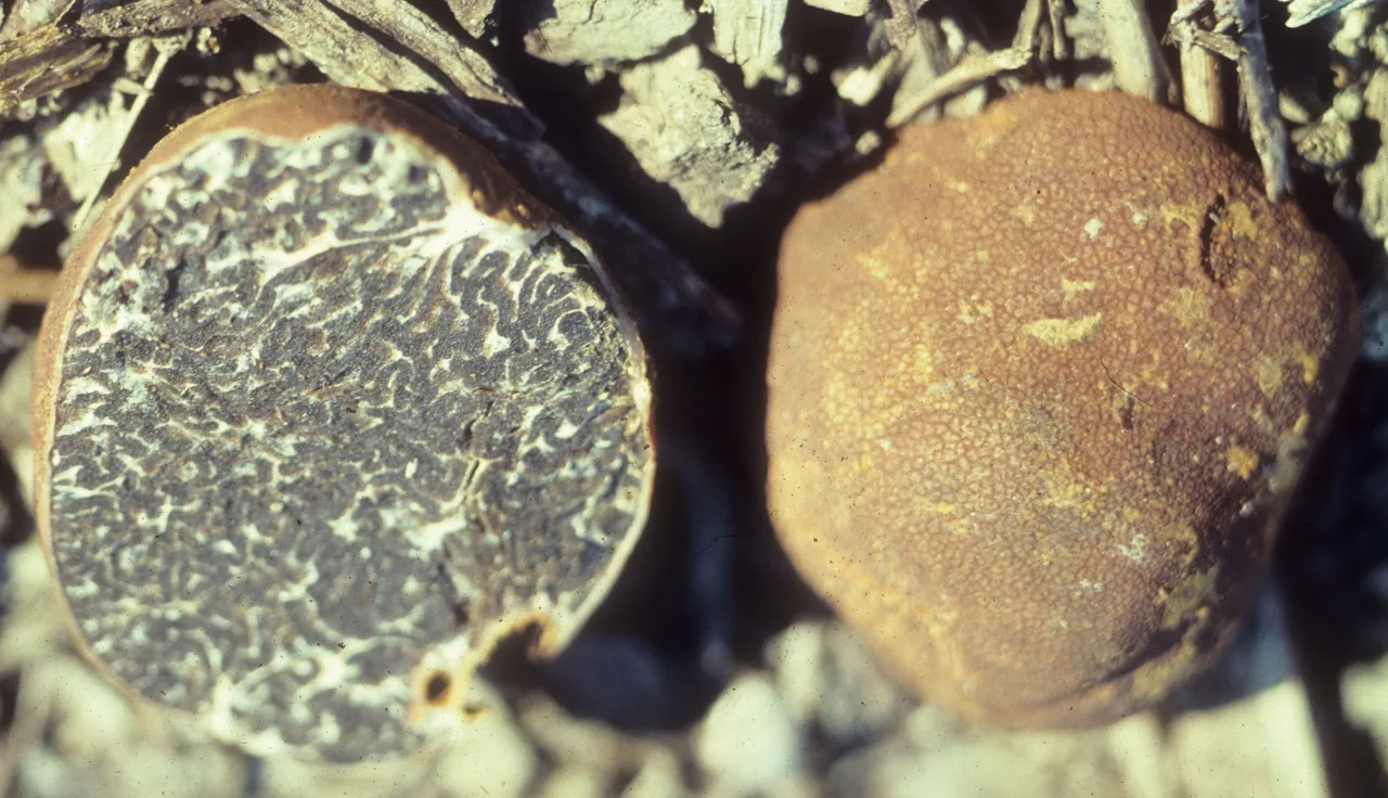 Tuber canaliculatum (Tuber canaliculatum) — photo mycologique