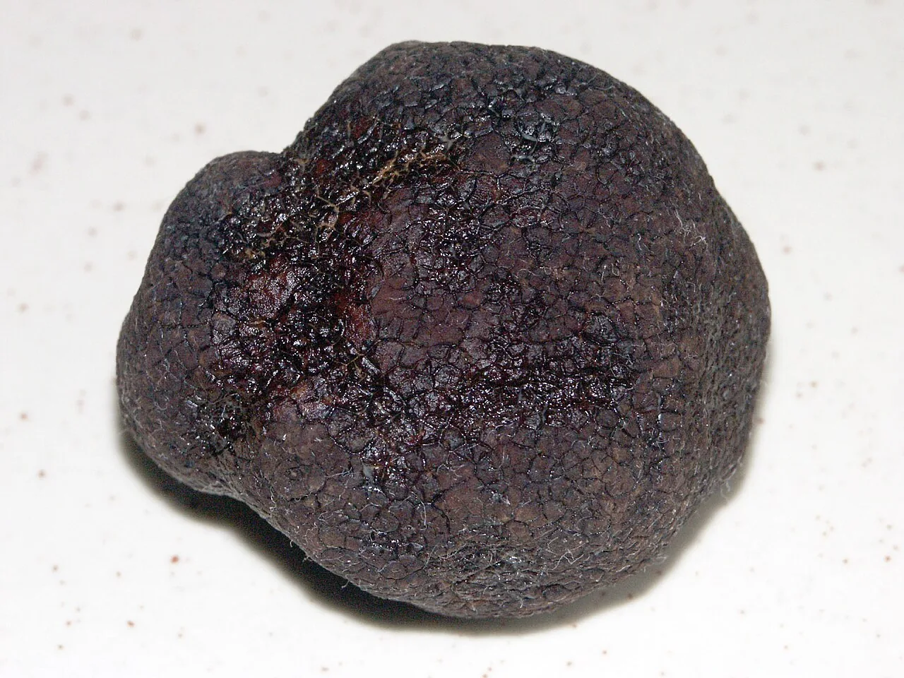 Tuber melanosporum (Tuber melanosporum) — photo mycologique