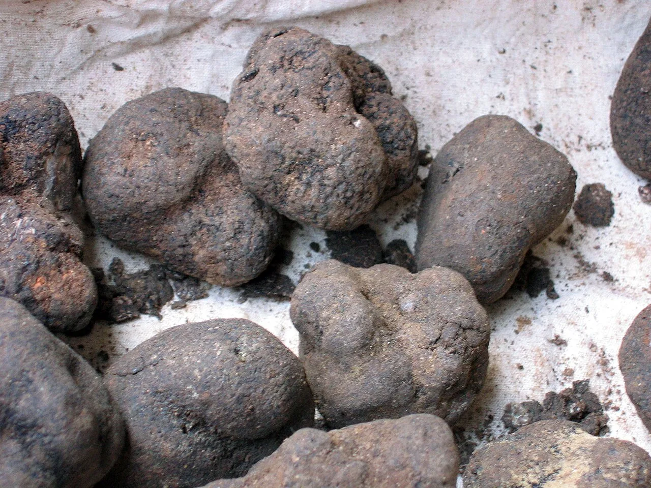 Tuber pseudomagnatum (Tuber pseudomagnatum) — photo mycologique