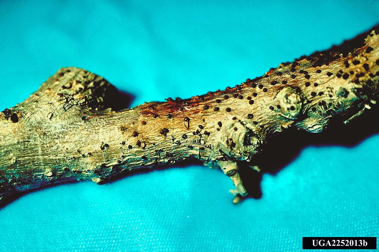 Tubercularia glandicola (Tubercularia glandicola) — photo mycologique