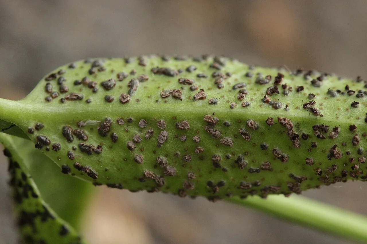 Tuberculina dorsteniae (Tuberculina dorsteniae) — photo mycologique