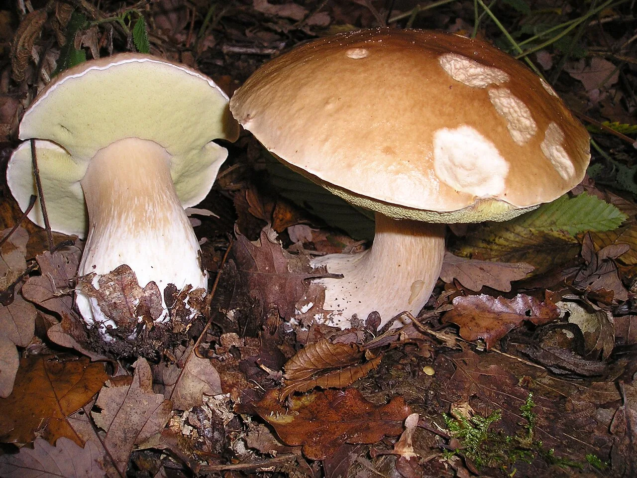 Tubosaeta brunneosetosa (Tubosaeta brunneosetosa) — photo mycologique