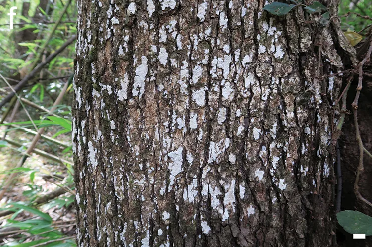 Tubulicium vermiferum (Tubulicium vermiferum) — photo mycologique