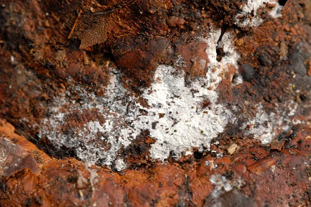 Tubulicrinis effugiens (Tubulicrinis effugiens) — photo mycologique