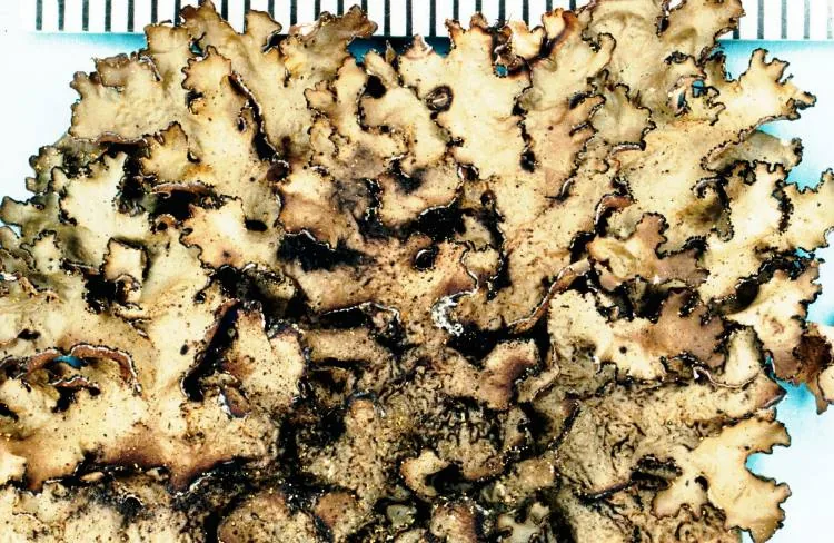 Tuckermannopsis ciliaris (Tuckermannopsis ciliaris) — photo mycologique