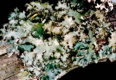 Tuckermanopsis platyphylla (Tuckermanopsis platyphylla) — photo mycologique