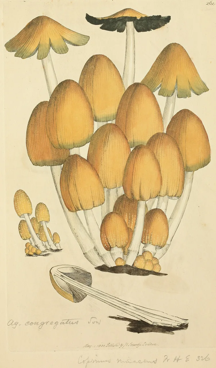 Tulosesus congregatus (Tulosesus congregatus) — photo mycologique