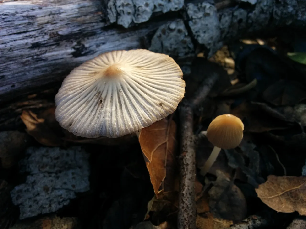Tulosesus fallax (Tulosesus fallax) — photo mycologique