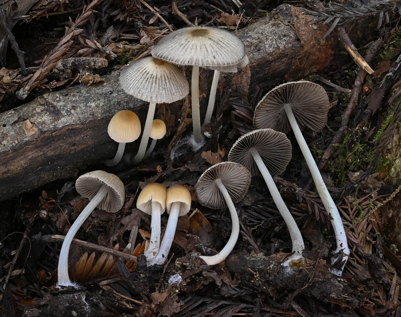 Tulosesus impatiens (Tulosesus impatiens) — photo mycologique