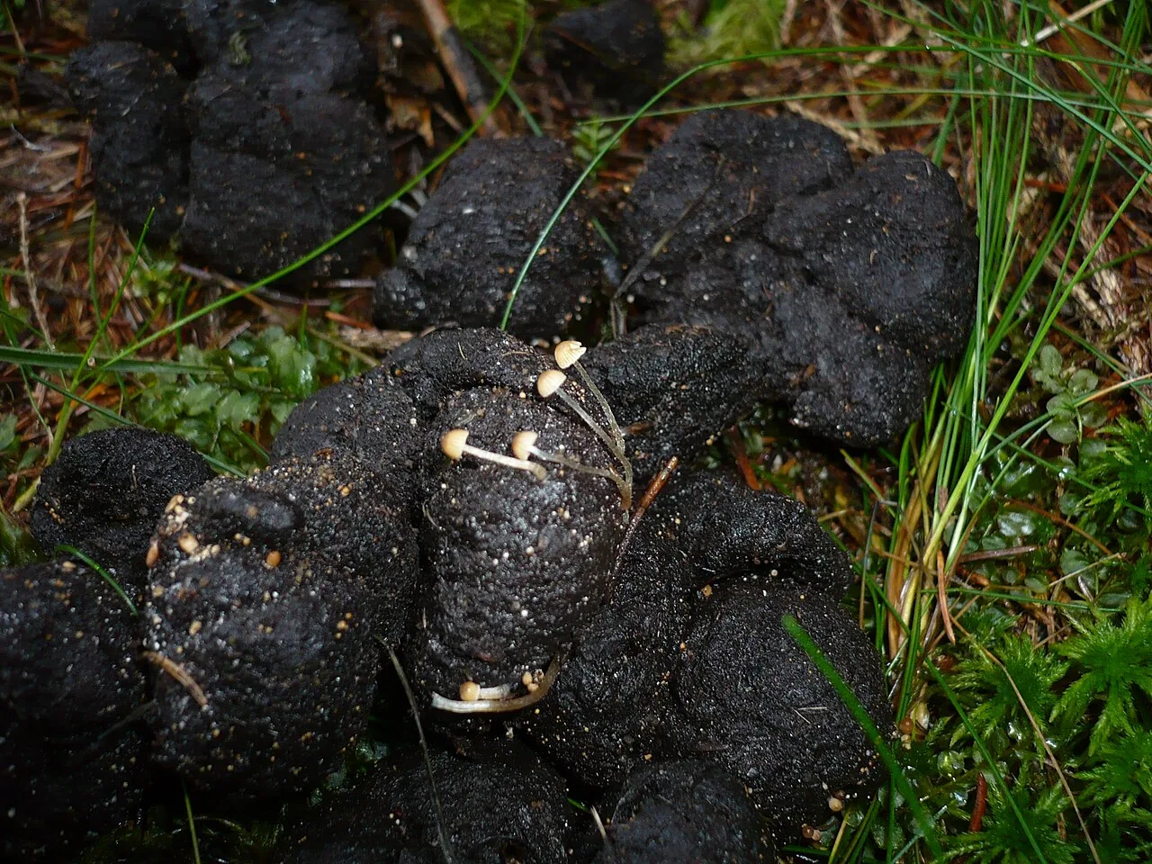 Tulosesus pellucidus (Tulosesus pellucidus) — photo mycologique