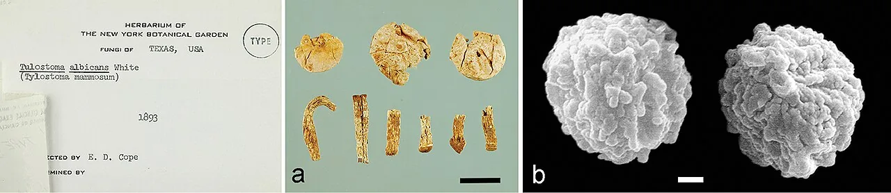 Tulostoma albicans (Tulostoma albicans) — photo mycologique