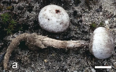 Tulostoma cretaceum (Tulostoma cretaceum) — photo mycologique