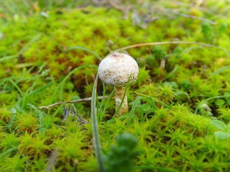 Tulostoma dennisii (Tulostoma dennisii) — photo mycologique