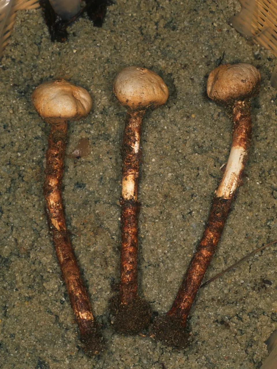 Tulostoma macrocephalum (Tulostoma macrocephalum) — photo mycologique