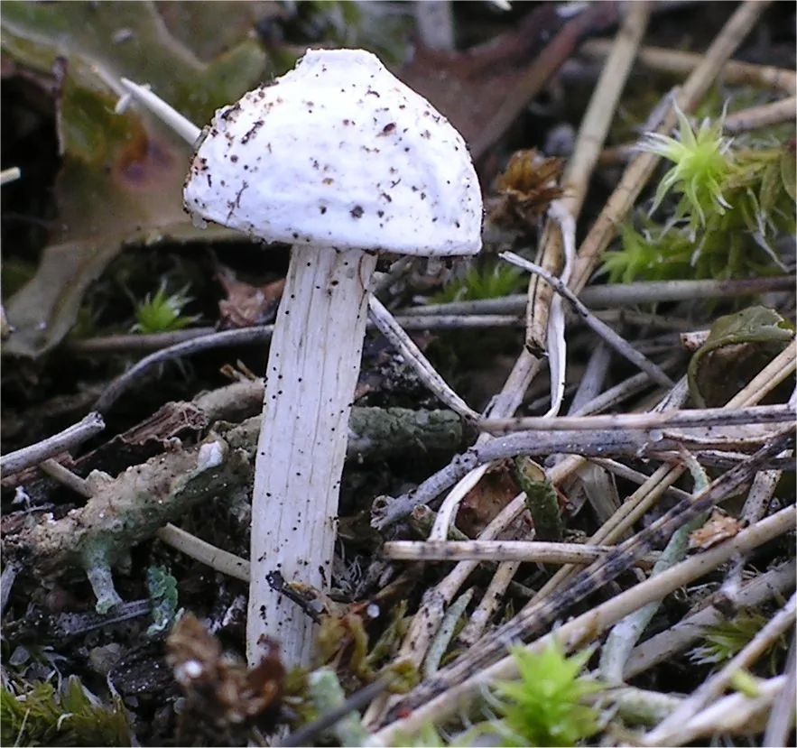 Tulostoma polymorphum (Tulostoma polymorphum) — photo mycologique