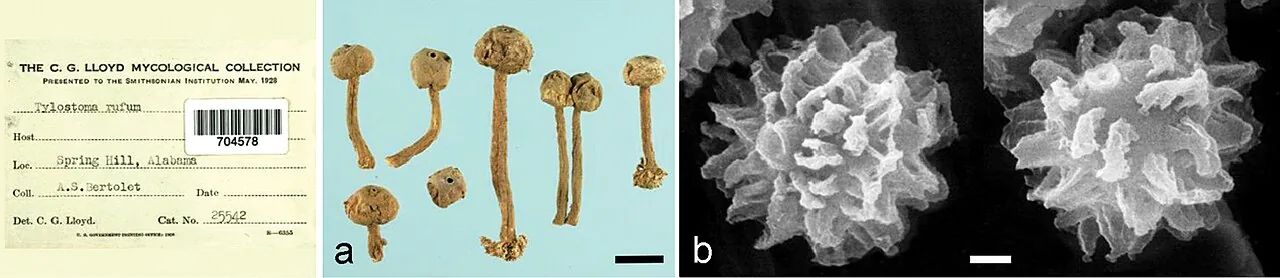 Tulostoma rufum (Tulostoma rufum) — photo mycologique