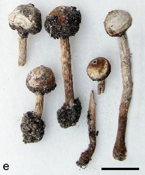 Tulostoma simulans (Tulostoma simulans) — photo mycologique