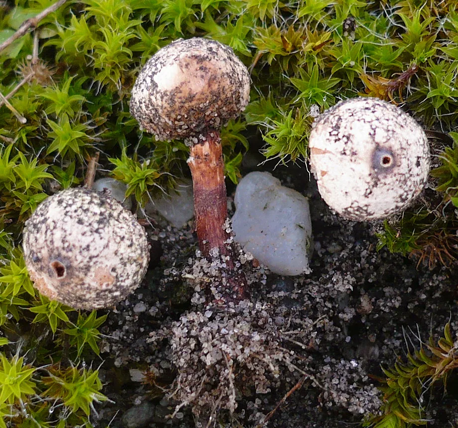 Tulostoma squamosum (Tulostoma squamosum) — photo mycologique