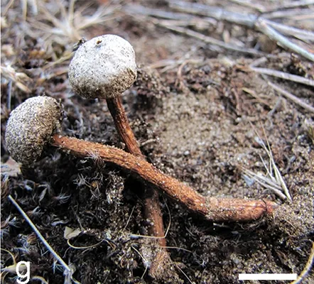 Tulostoma subsquamosum (Tulostoma subsquamosum) — photo mycologique