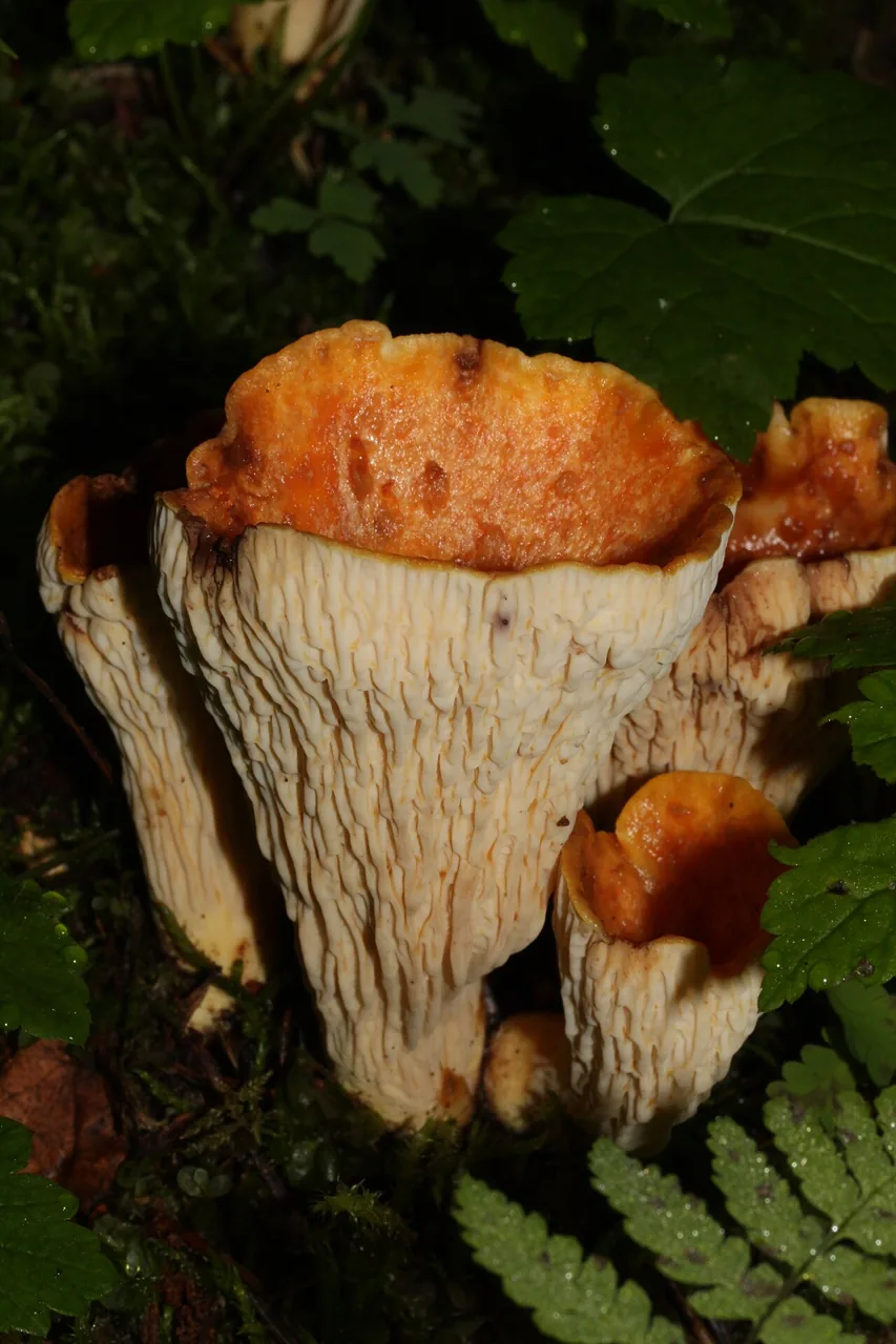 Turbinellus flabellatus (Turbinellus flabellatus) — photo mycologique