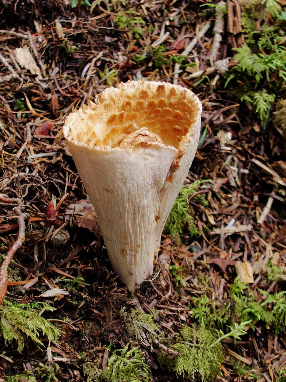 Turbinellus fujisanensis (Turbinellus fujisanensis) — photo mycologique