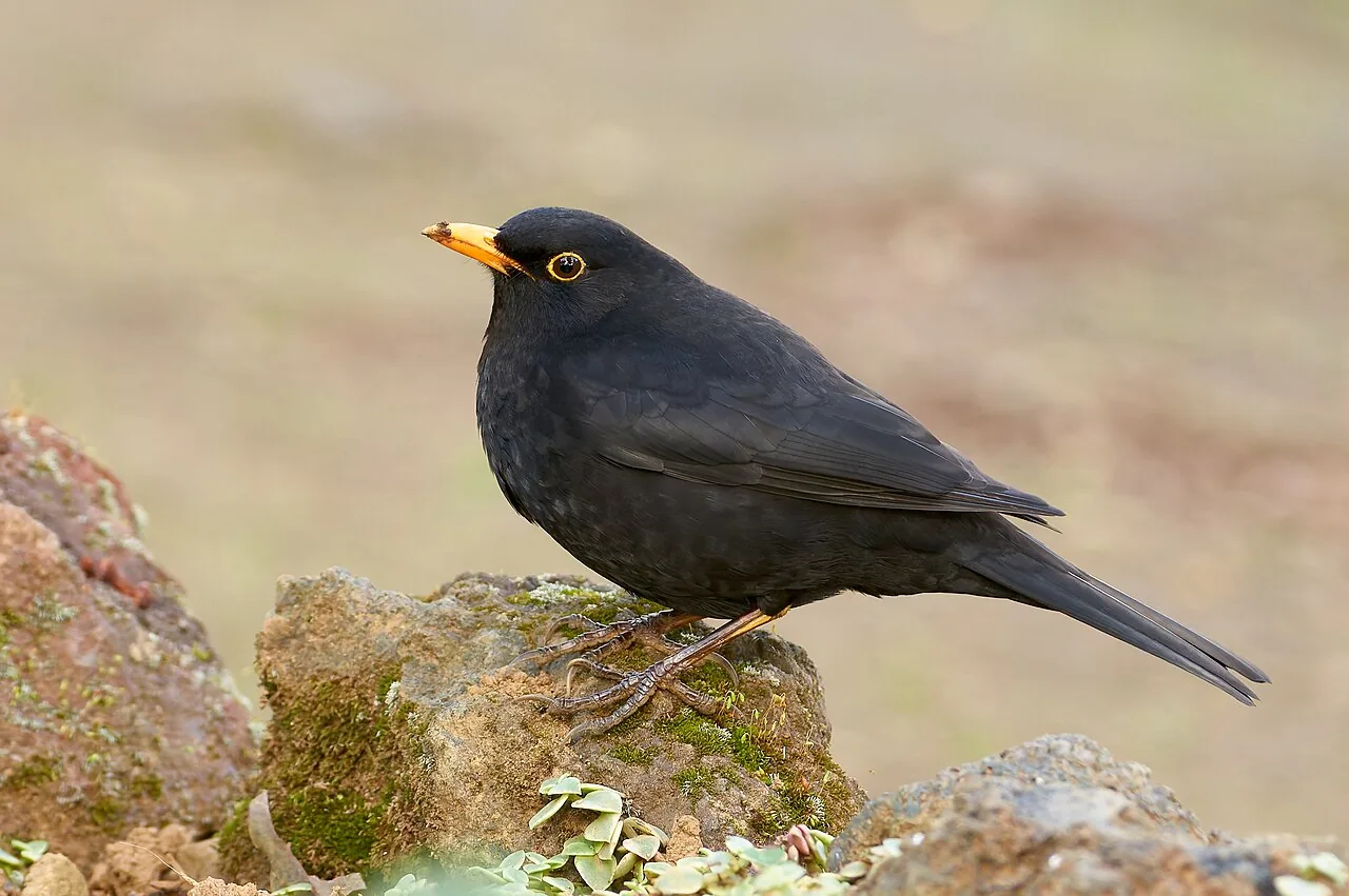 Merle noir (Turdus merula) — photo vertébré