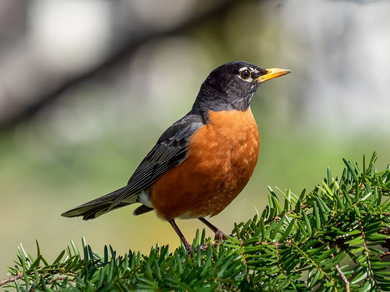 Merle d'Amérique (Turdus migratorius) — photo vertébré