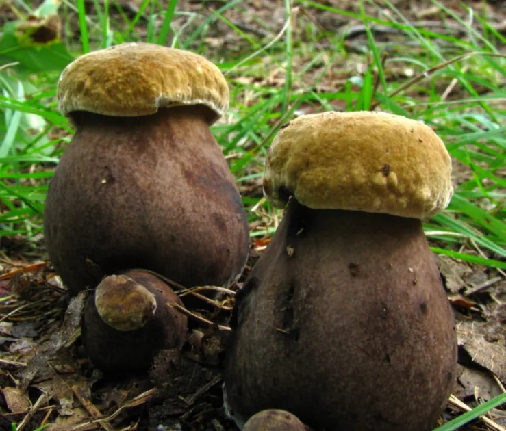Tylopilus atronicotianus (Tylopilus atronicotianus) — photo mycologique