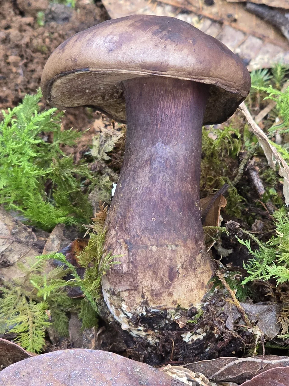 Tylopilus bulbosus (Tylopilus bulbosus) — photo mycologique