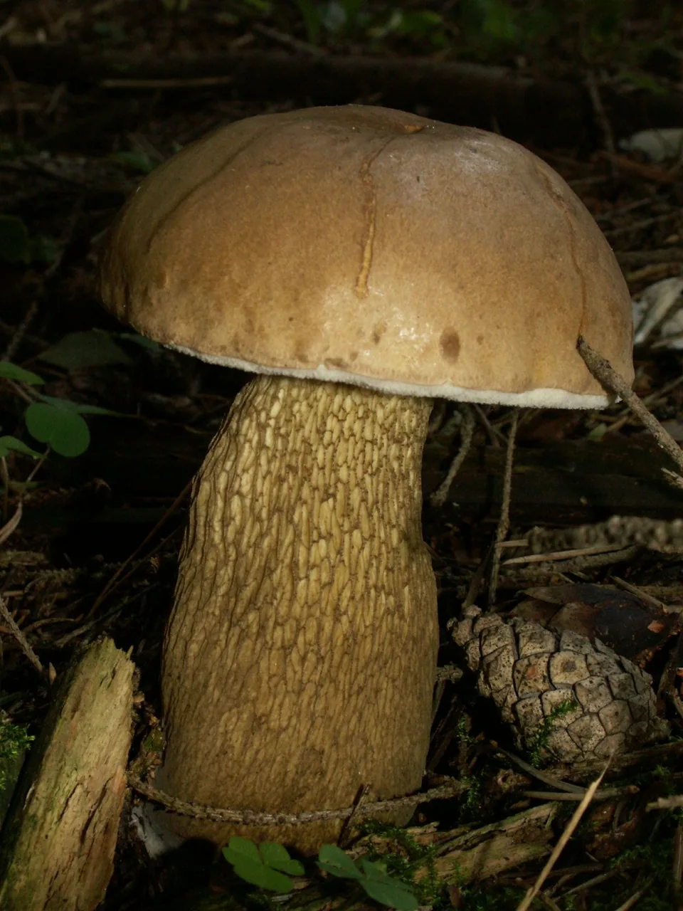 Tylopilus griseolivaceus (Tylopilus griseolivaceus) — photo mycologique