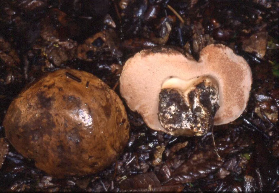 Tylopilus humilis (Tylopilus humilis) — photo mycologique
