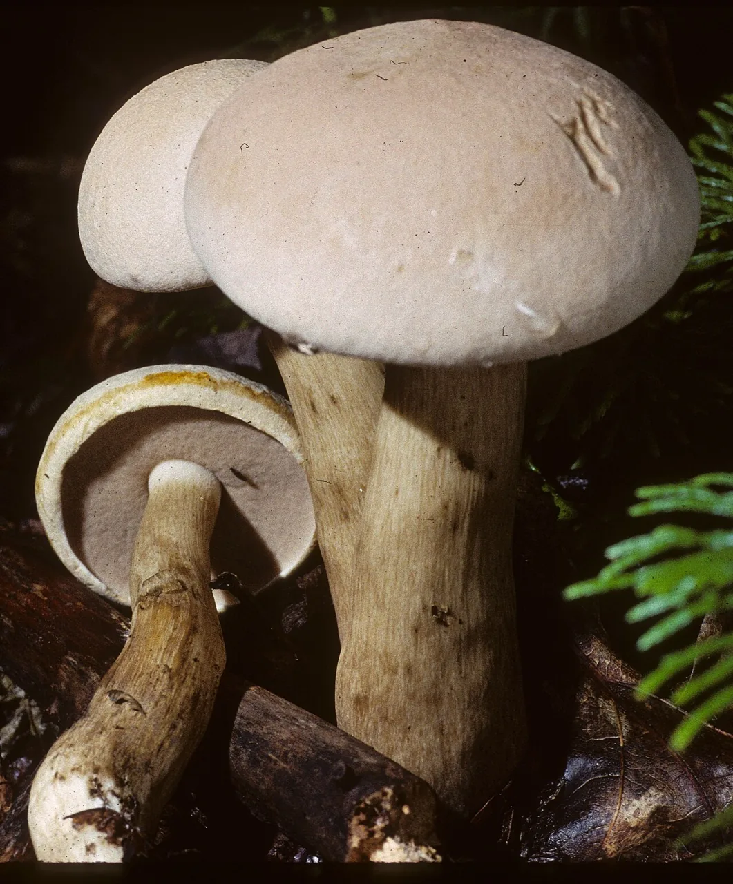 Tylopilus intermedius (Tylopilus intermedius) — photo mycologique